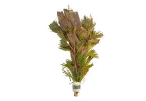 Cabomba Furcata Piauhyensis