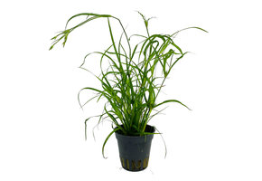 Juncus repens
