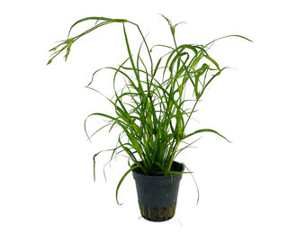 Juncus repens