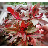 Alternanthera Reineckii 'Rosanervig'