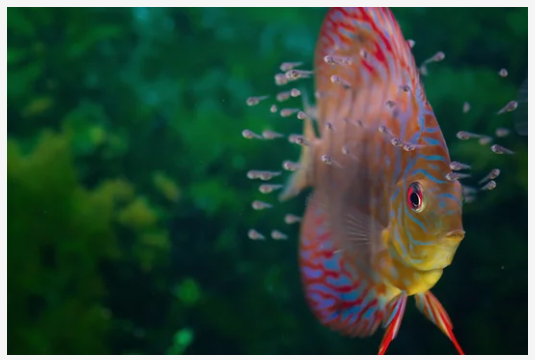 Van discusdans tot babyvisjes: discusvissen kweken