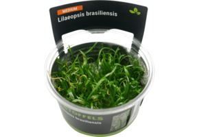 Lilaeopsis brasiliensis in-vitro