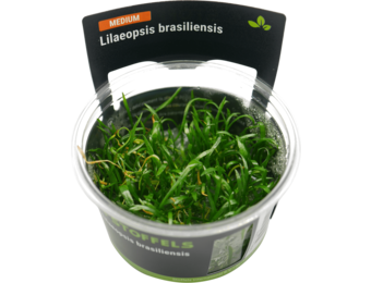 Lilaeopsis brasiliensis in-vitro