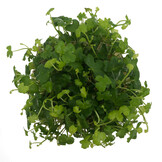 Hydrocotyle Tripartita in-vitro