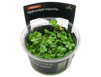 Hydrocotyle Tripartita in-vitro