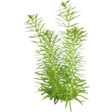 Pogostemon Erectus in-vitro