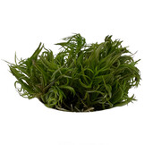 Pogostemon Erectus in-vitro