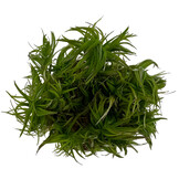 Pogostemon Erectus in-vitro