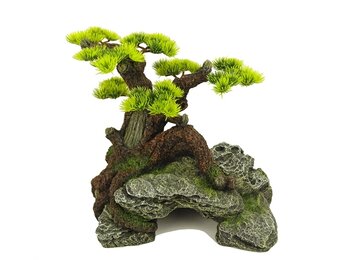 Pacific Bonsai Wonder 1