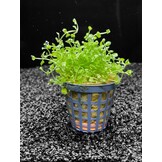 Micranthemum Monte Carlo Pot