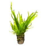 Microsorium Pteropus