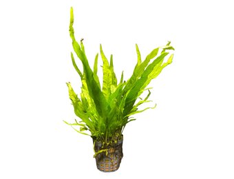 Microsorium Pteropus