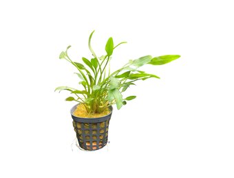 Cryptocoryne Nevelli