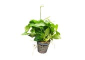 Anubias Nana