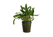 Cryptocoryne Wendtii bruin