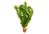 Bos Coldwatermix 5cm Pot