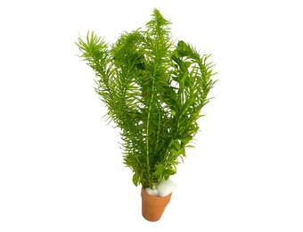 Bos Coldwatermix 5cm Pot