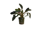 Lagenandra Meeboldii Red
