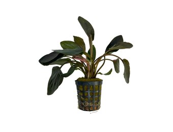 Lagenandra Meeboldii Red