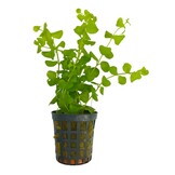 Lysimachia Nummularia Aurea