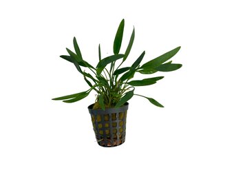 Cryptocoryne Amicorum
