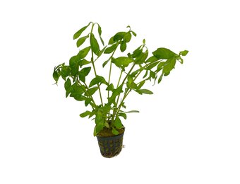 Hygrophila Polysperma