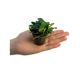 Bucephalandra Theia groen