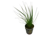 Eleocharis Acicularis Naaldgras