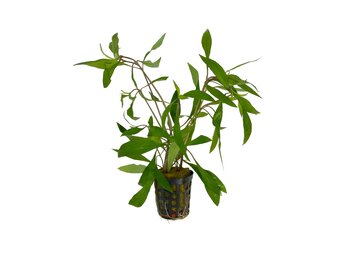 Hygrophila Corymbosa Thailand