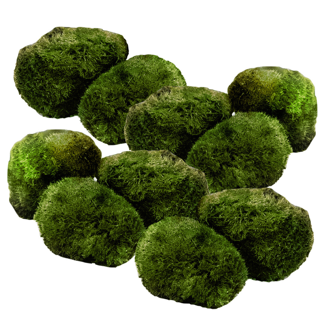 Mosbollen, de alleskunners in het aquarium