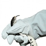 Protectie Handschoen Rechts