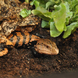 Jungle Bio Substraat 10L