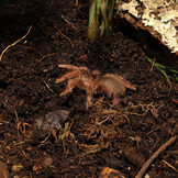 Jungle Bio Substraat 10L