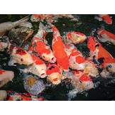 Friend 2x10 Kg Medium+Large