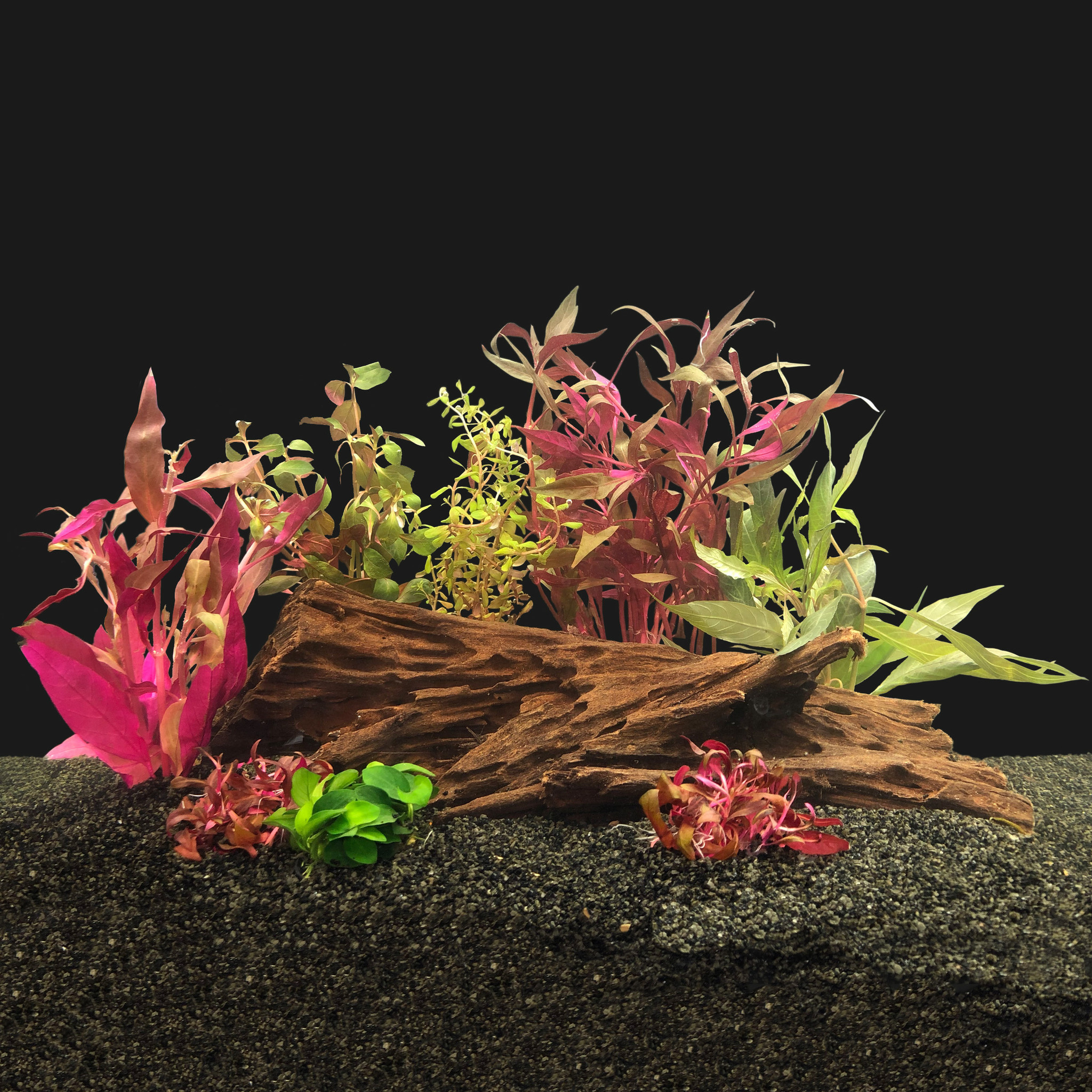 Aquariumplanten verzorgen: een goed begin is het halve werk