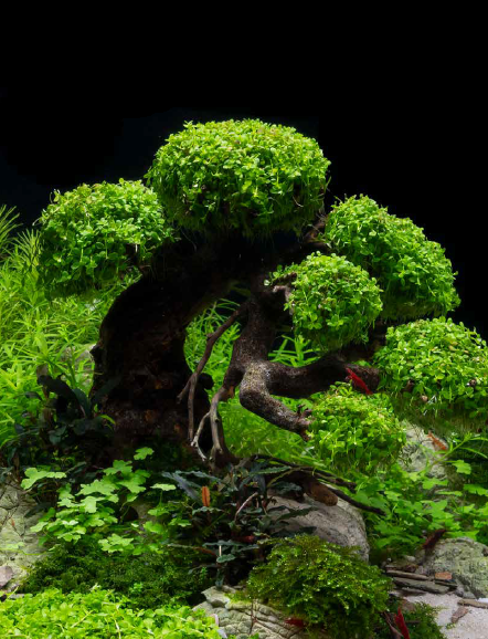 Aquascaping, zo doe je dat!