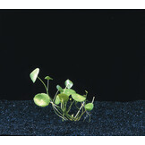 Hydrocotyle Verticillata (waternavel)