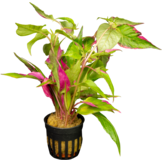 Hygrophila Corymbosa Pink