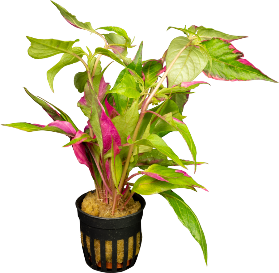 Hygrophila Corymbosa Pink