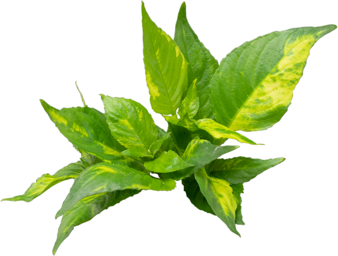 Hygrophila Corymbosa Variegata
