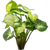 Syngonium Podophyllum White Butterfly