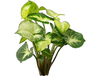 Syngonium Podophyllum White Butterfly