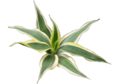 Dracaena Sanderiana