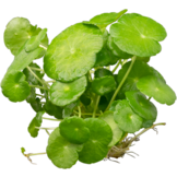 Hydrocotyle Verticillata (waternavel)