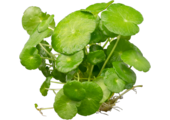 Hydrocotyle Verticillata (waternavel)
