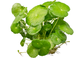 Hydrocotyle Verticillata (waternavel)