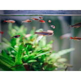 Aquarium Quadro 40 Pro Wit