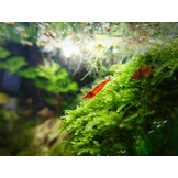 Aquarium Quadro 40 Pro Wit
