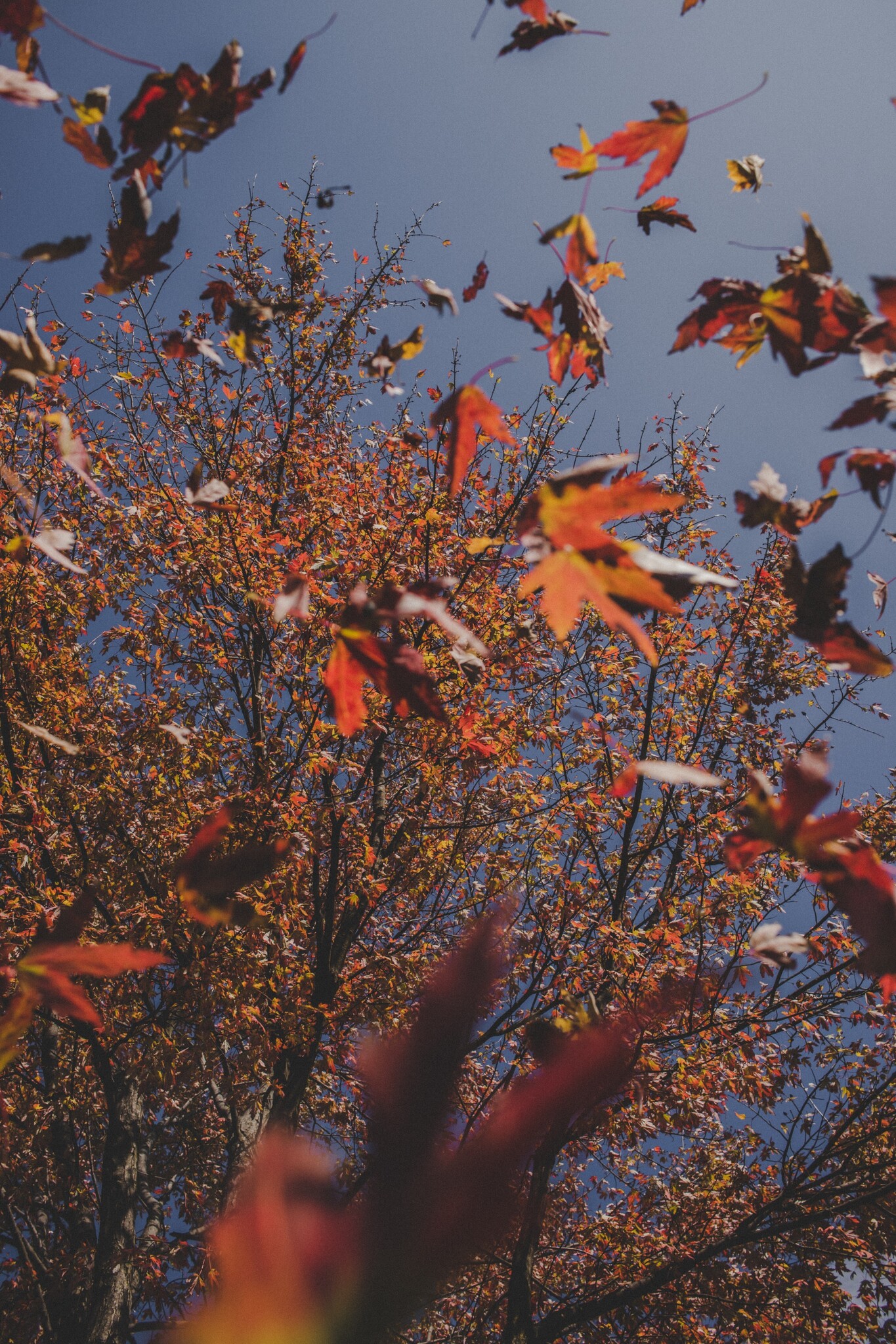 De vijver helder houden in de herfst