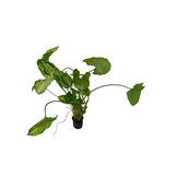 Syngonium Podophyllum White Butterfly